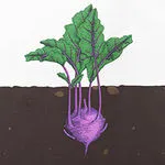 Kohlrabi