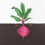 Beet