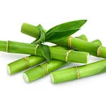 Bamboo